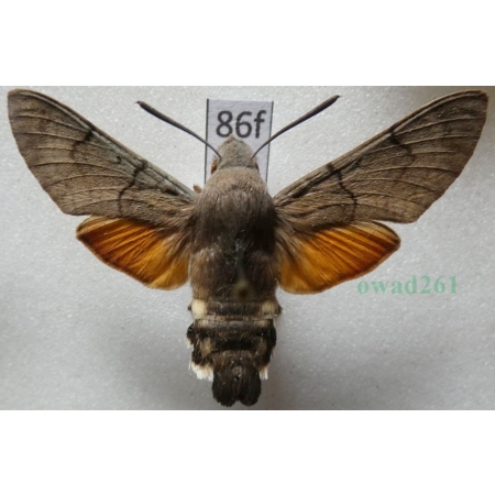 Macroglossum stellatarum (Linnaeus, 1758) Fruczak gołąbek Czech86f